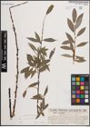 Foto von Salix daphnoides Vill.